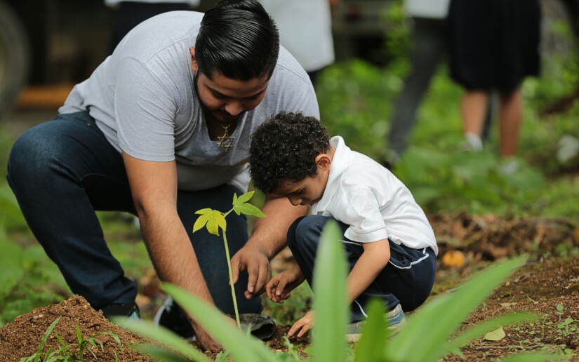 reforestacion